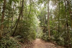 Protecting Amazon Forests May Also Protect Human Health, Study Finds