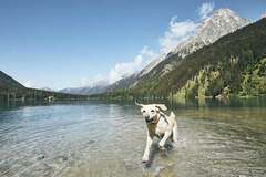 Toxic Algae in Lakes Can Kill Pets Within Minutes, Expert Warns