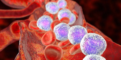 New Drug May Fight a Deadly Bone Marrow Disorder