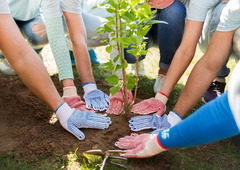 Where Would Planting Trees Help Most With Global Warming?