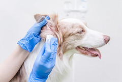 Analysis Helps Vets Predict Dog Health Problems