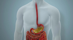 C. Diff Infections: What To Know About This Gut Bacteria