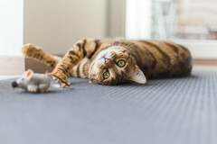 Cats Get Dementia Just Like People, Making Them a Potential Research Tool