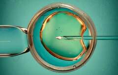Donor Eggs Essential For Successful IVF After 40, Study Finds