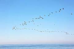 Millions of Birds Are Migrating — Here’s How To Help Keep Them Safe