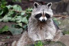 City Raccoons Showing Signs of Domestication