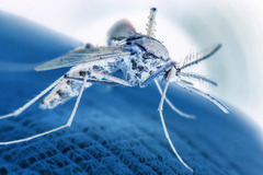 First Malaria Drug Approved for Newborns and Small Babies