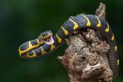 Why Snake Pee May Be Key to Treating Kidney Stones and Gout